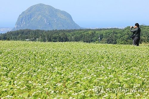 제주는 메밀꽃 필 무렵