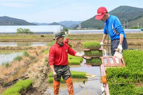 지난 16일 포항 장기면 일대에서 농촌 일손 돕는 해병대 장병