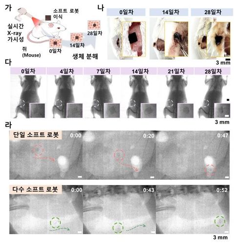 시간에 따른 소프트 의료 로봇 분해 정도 