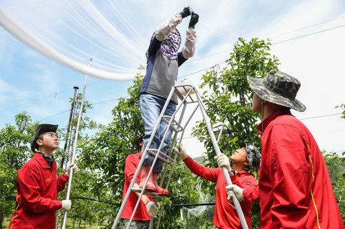 지난 16일 포항 장기면 일대에서 농촌 일손 돕는 해병대 장병