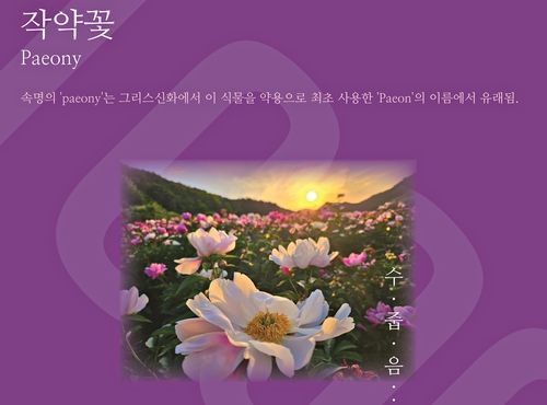 천만송이 작약꽃 축제
