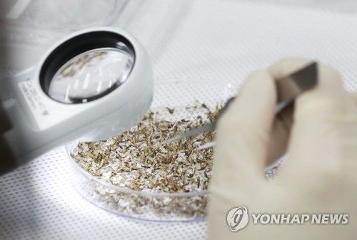 말라리아 매개 모기 분류 작업이 진행되는 연구실