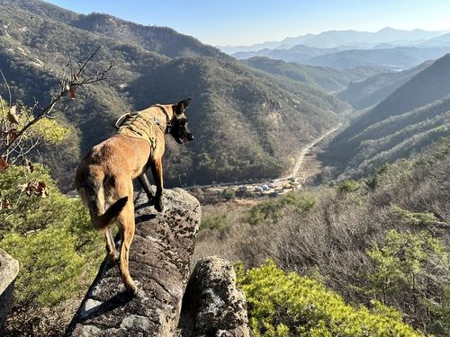 울산경찰청 체취증거견 칼