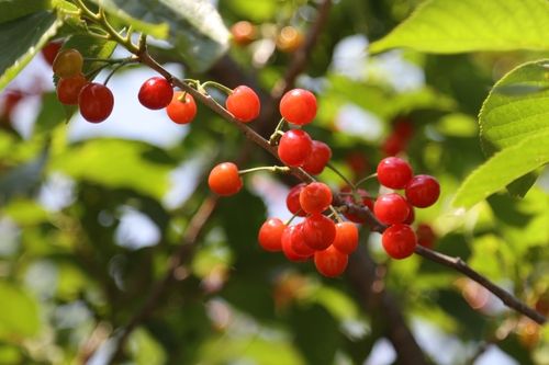 지난 앵두축제 모습