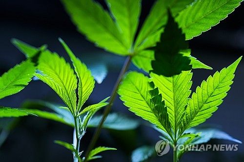 미국 오레건주의 대마초