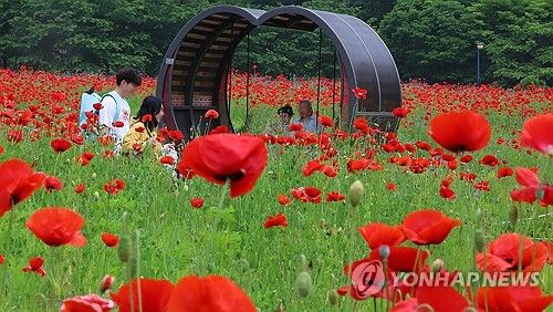 만개한 양귀비꽃