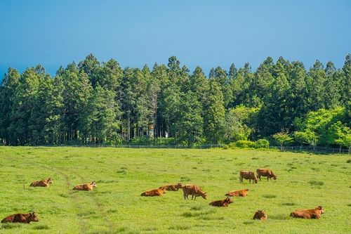 물영아리의 '소렝게티' [사진/성연재 기자] 