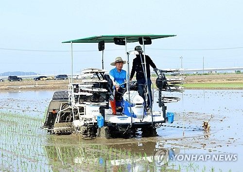 풍년 기원 모내기