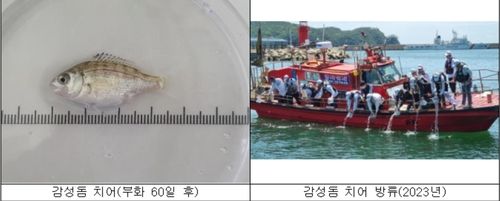 감성돔 치어 방류