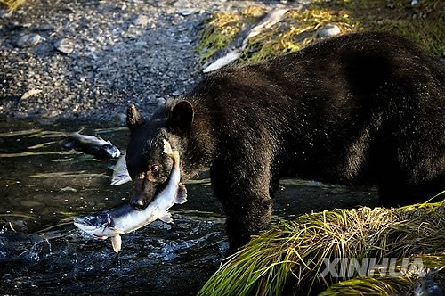 연어 사냥하는 미국 알래스카의 흑곰