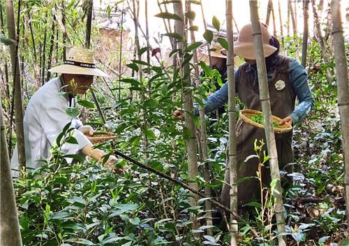 향림사 인근에서 발견된 차밭