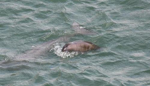배냇주름이 관찰된 어린 상괭이