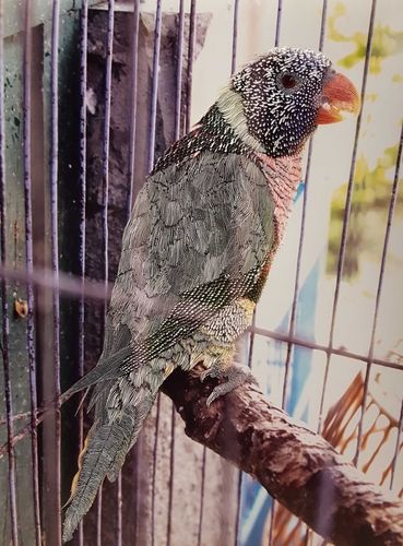 라파엘르 페리아, '조류시장 #4'