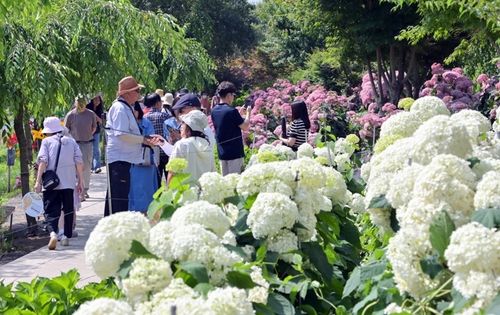 작년 공주 유구색동수국정원 꽃축제 장면