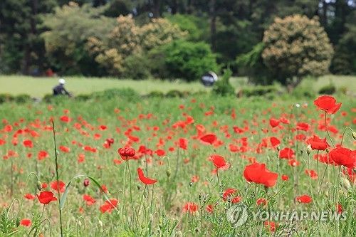 제주는 꽃양귀비 '활짝'