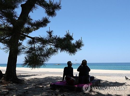 고마운 해송 그늘