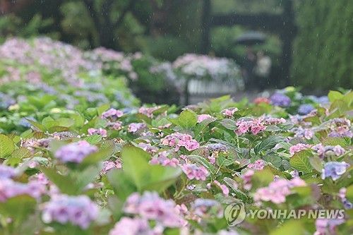 비 내리는 제주