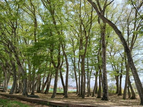 행정마을 서어나무숲. [환경부 제공. 재판매 및 DB 금지]