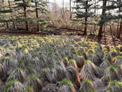 지리산 정령치습지. [환경부 제공. 재판매 및 DB 금지]