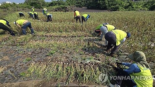 제주 마늘 수확 돕는 농협 임직원