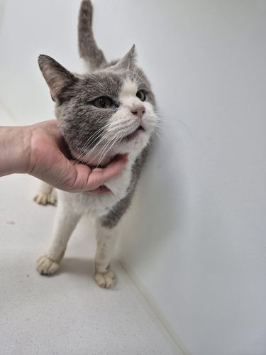 경주시동물보호센터에서 보호 중인 고양이