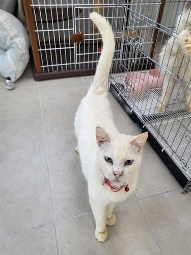 경주시동물보호센터에서 보호 중인 고양이