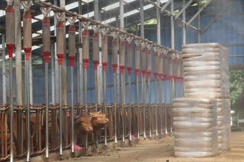 안개 분무되는 축사