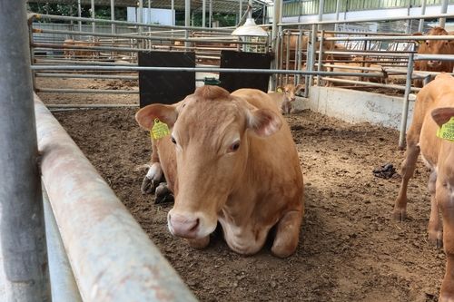 더위 식히는 소