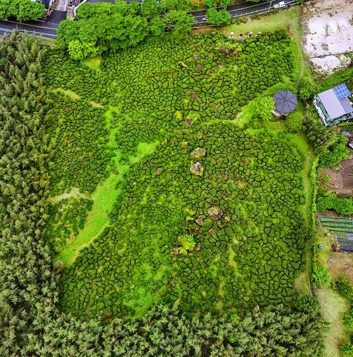 쌍계사 차 시배지[사진/백승렬 기자]