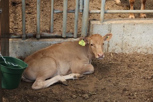더위 식히는 송아지