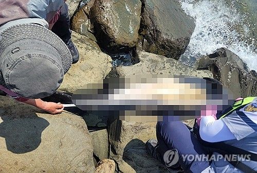 새만금 방조제서 상괭이 사체 발견