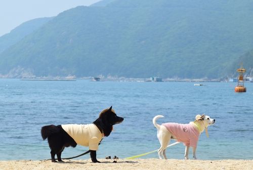 거제 명사해수욕장 내 '댕수욕장'