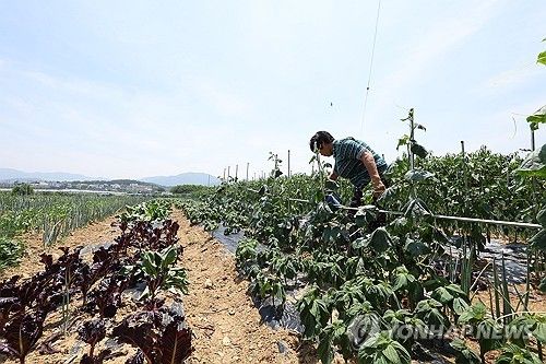 '폭염주의보' 속 밭일하는 경산 농민