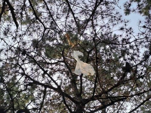 춘천 산불 현장 나뭇가지에 걸린 오물 풍선.[강원도 소방본부 제공.재판매 및 DB 금지] 