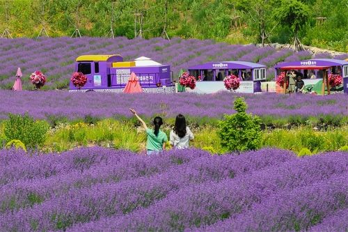 보랏빛 세상 '라벤더 축제'