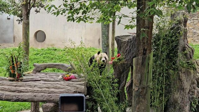 푸바오 대중에게 공개 