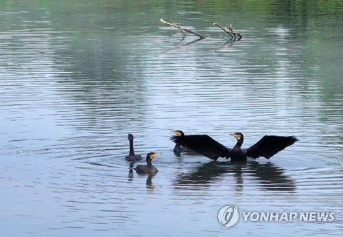 유해야생동물로 지정된 민물가마우지