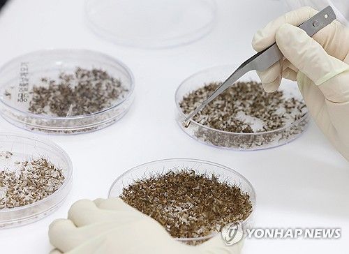 전국에 일본뇌염 주의보 발령 중