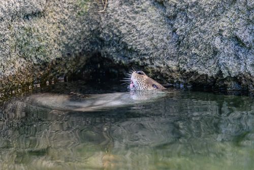 11일 청주동물원 수달사에서 수달이 물밖으로 고개만 내밀고 있다. [환경부 공동취재단 제공. 재판매 및 DB 금지]