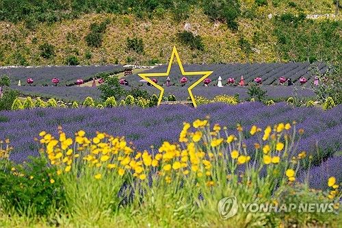 "보랏빛 매력에 풍덩" 개막 앞둔 동해 무릉별유천지