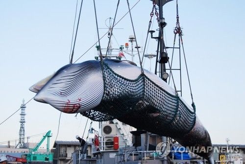 일본이 포획한 고래