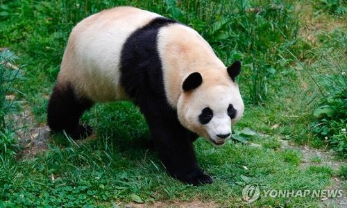 "푸바오 잘 지냈니"…중국 도착 2개월여만에 대중에 공개