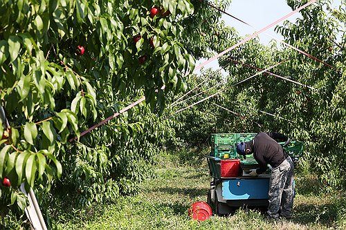 폭염 속 수확 분주한 경산 복숭아 농원