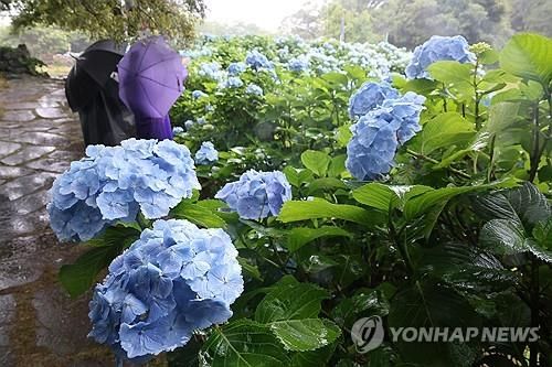 비가 와도 '수국 수국'해