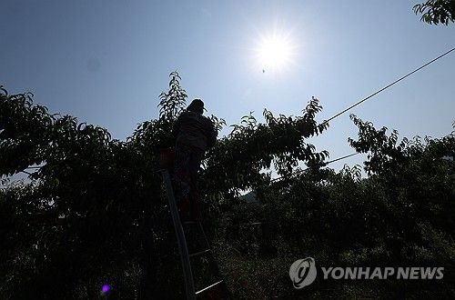 '덥지만 멈출 수 없는 일'