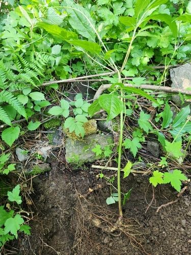 지리산에서 발견된 가족 산삼