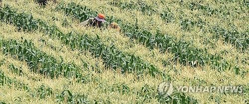 제주 초당옥수수 수확 '한창'