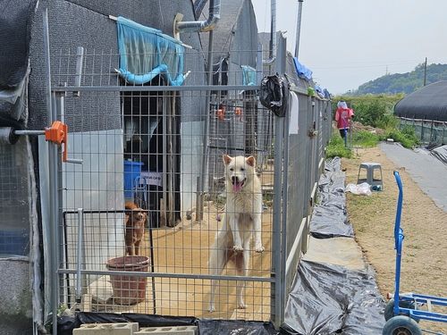 더위에 지쳐 혀를 잔뜩 내놓은 유기견