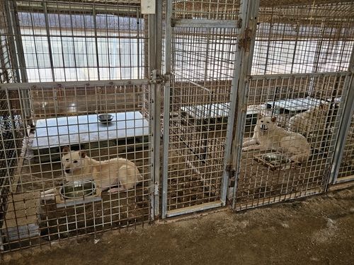 더위에 지쳐 축 늘어져 있는 유기견들