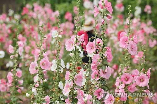 제주는 접시꽃 필 무렵